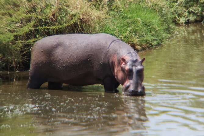 4 Days Tanzania Safari Experience - What the private format changes