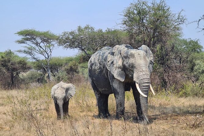 4 Days Tanzania Safari Experience - Who will enjoy this safari most