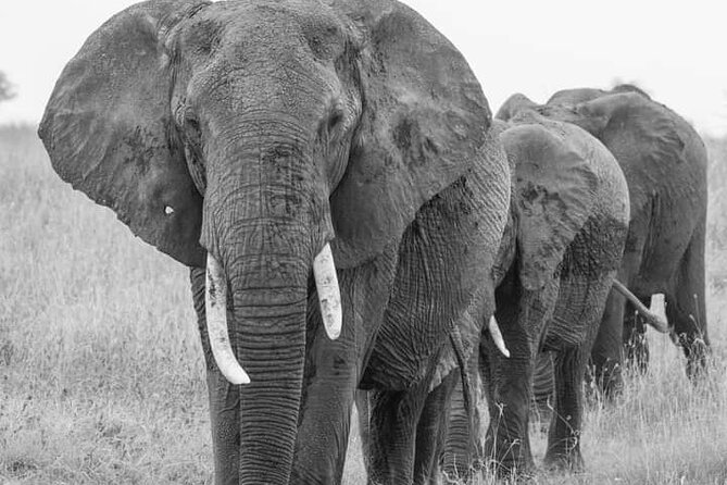 4 Days Tanzania Safari Tarangire, Serengeti and Ngorongoro Crater - Day 3: More Serengeti, then the crater rim