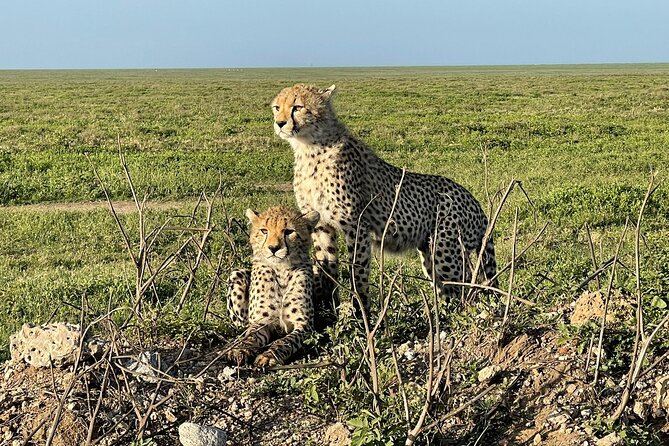 4 days Tarangire National park, Serengeti National park and Ngorongoro crater - The private format and guide communication