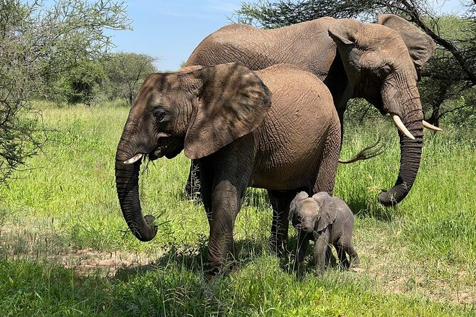 4 days Tarangire National park, Serengeti National park and Ngorongoro crater - Day one: Tarangire and the river that draws elephants