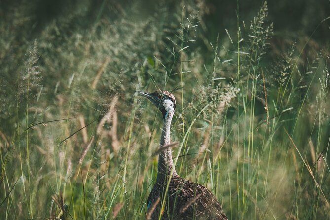 4 Days Tarangire, Serengeti and Ngorongoro Crater Camping Safari - Three parks, one fast-moving safari