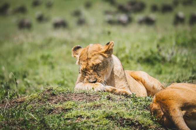 4 Days Tarangire, Serengeti and Ngorongoro Crater Camping Safari - Day 3: sunrise in Serengeti, then the crater rim
