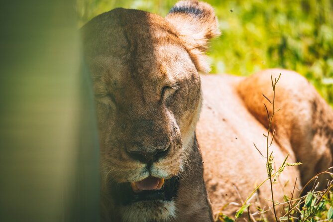 4 Days Tarangire, Serengeti and Ngorongoro Crater Camping Safari - Food, comfort, and the daily routine