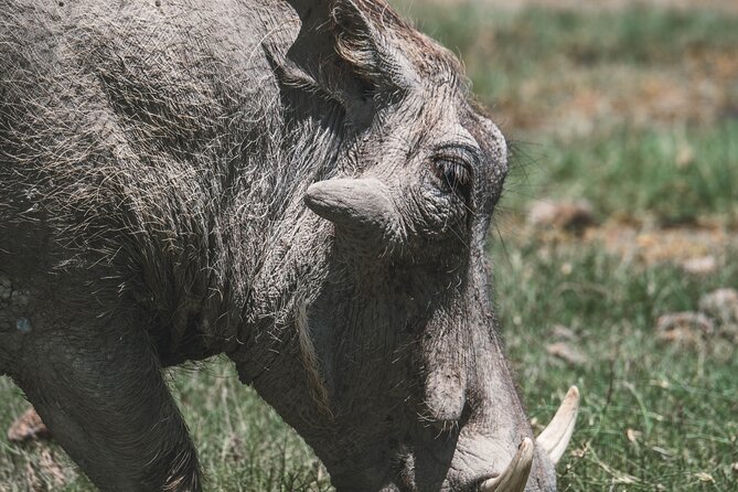 4 Days Tarangire, Serengeti and Ngorongoro Crater Camping Safari - Day 1: elephants and baobabs in Tarangire