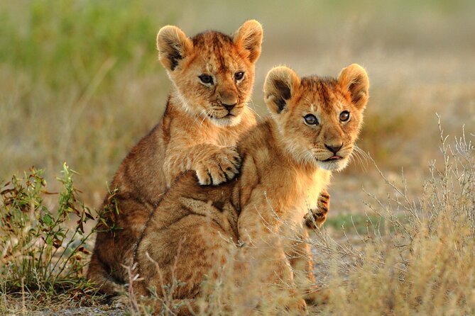 4 Days Tarangire, Serengeti and Ngorongoro Mid-Range Group Safari - Meals and accommodation: comfortable, but confirm the details