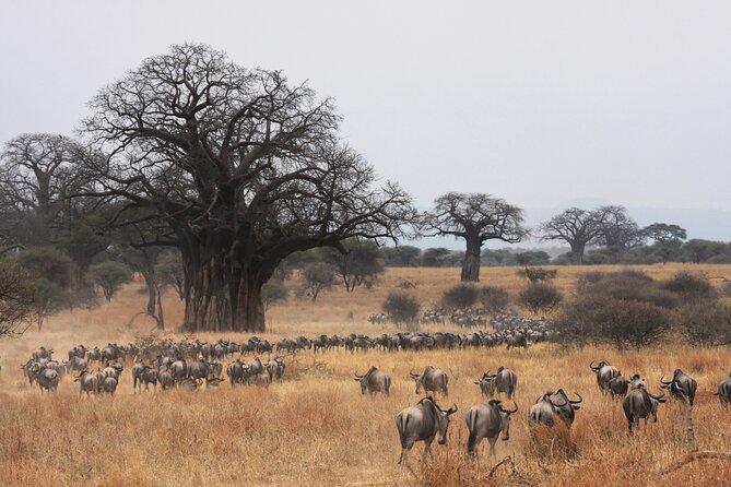 4 Days Tarangire, Serengeti and Ngorongoro Mid-Range Group Safari - Who will get the most from this safari