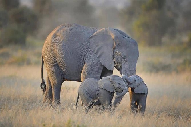 4 days Tarangire, Serengeti & Ngorongoro - Day 1: Tarangire and its elephant country