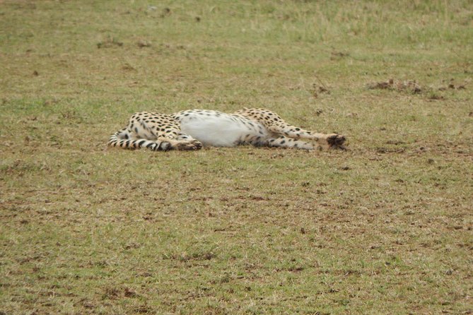4 days Tarangire, Serengeti & Ngorongoro - Day 3: From Serengeti plains to the Ngorongoro rim