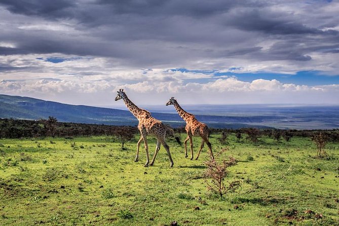 4 Days Tarangire Serengeti Ngorongoro Crater - Three famous parks in four demanding days