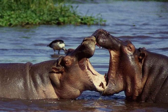4 Days Tarangire Serengeti Ngorongoro Crater - Ngorongoro Crater: a 650-meter descent