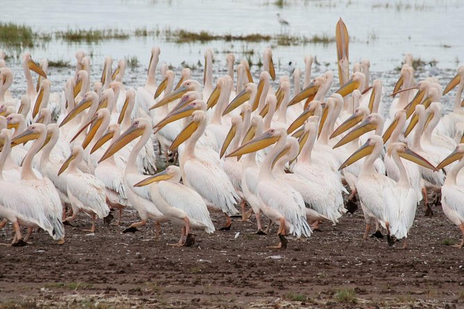 4 Days Tarangire Serengeti Ngorongoro Crater - What the $900 price really covers