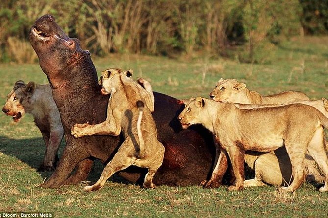 4 Days Tarangire Serengeti Ngorongoro Crater - A small group, a shared rhythm