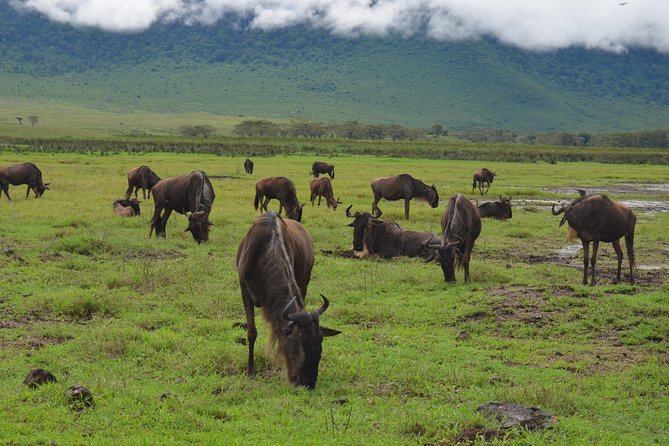 4 Days Tarangire ,Serengeti &Ngorongoro crater group Tour - Why this four-day route works