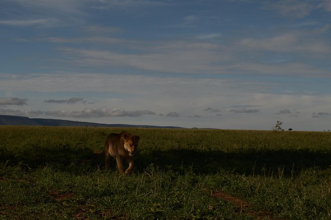 4 Days Tarangire ,Serengeti &Ngorongoro crater group Tour - Day two: the long road to the Serengeti