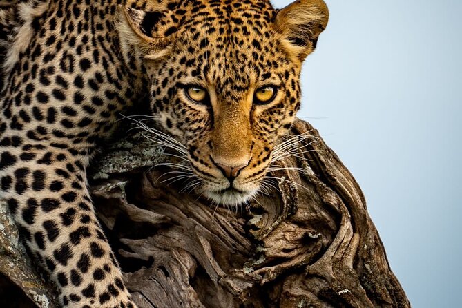 4 Days Tarangire, Serengeti & Ngorongoro Crater Joining Group - Day two turns toward the Serengeti
