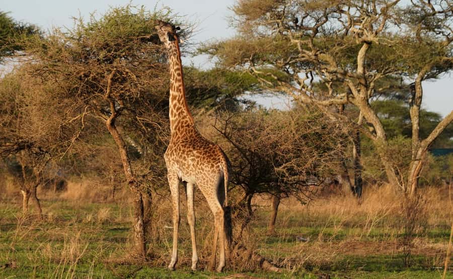 4 Days Tarangire, Serengeti, Ngorongoro Group Camping Safari - Day one: Arusha to Tarangire’s elephant country