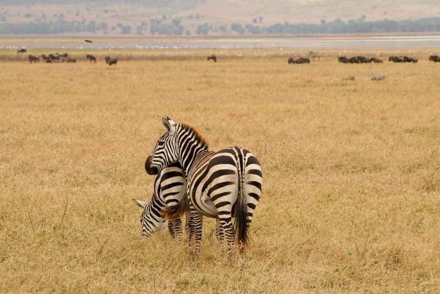 4 Days Tarangire, Serengeti, Ngorongoro Group Camping Safari - Day three: sunrise predators and the road to the crater