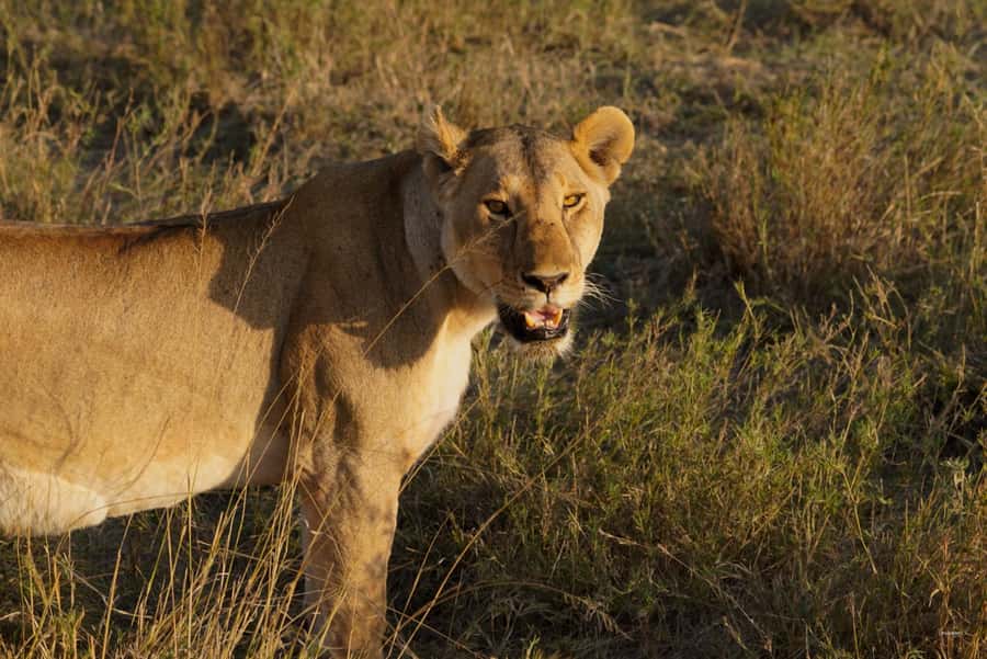 4 Days Tarangire, Serengeti, Ngorongoro Group Camping Safari - Day two: long roads and the open Serengeti