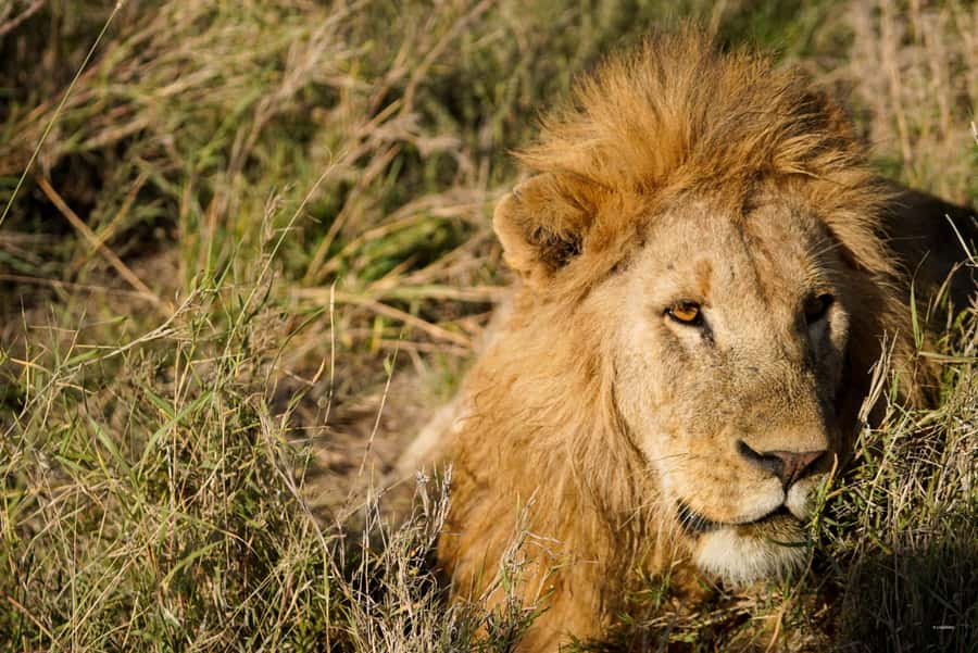 4 Days Tarangire, Serengeti, Ngorongoro Mid-range Safari - What the 4x4 and small group mean for you