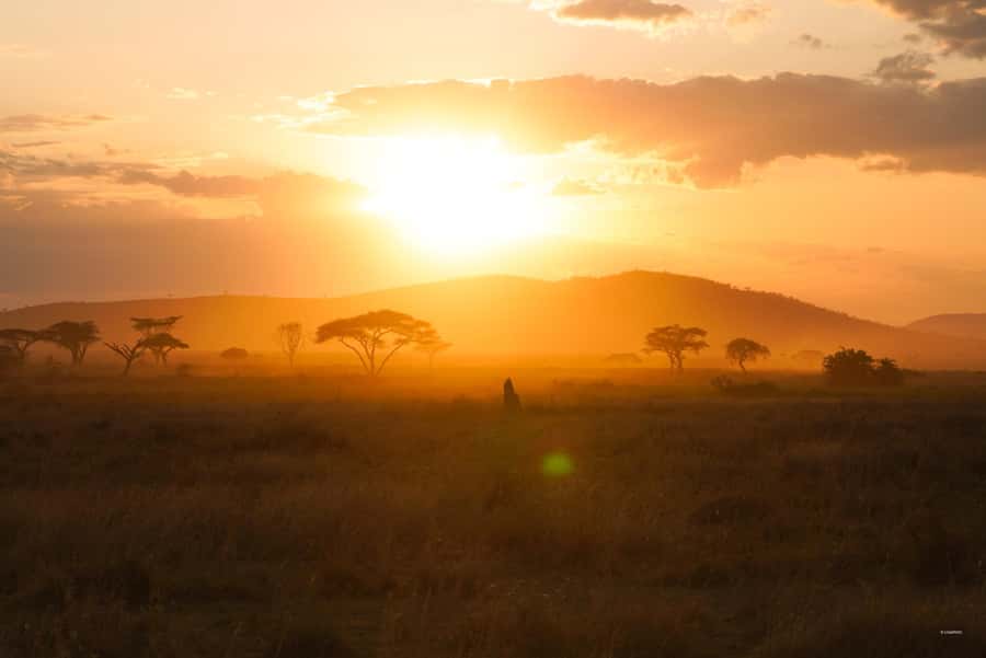 4 Days Tarangire, Serengeti, Ngorongoro Mid-range Safari - Day 1: Arusha to Tarangire’s baobab country