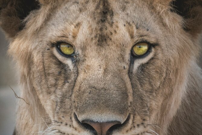 4-Days Tour to Tanzania National parks - Timing, comfort, and what to pack