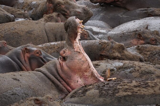 4 Days Wildlife Tanzania Adventure - Day 3: a short Serengeti drive or a dawn balloon flight