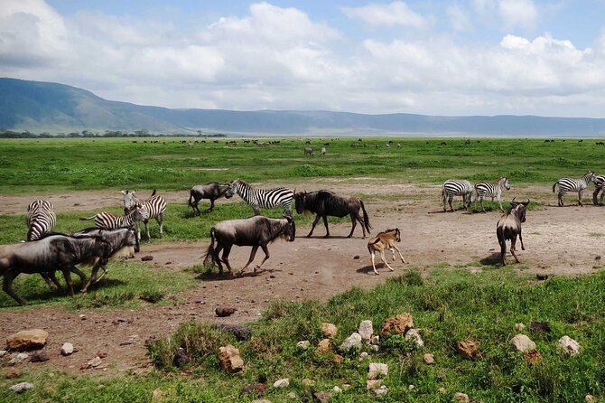 5 day 4 Nights Private Adventure Camping Norther Tanzania Safari - Day 2: Morning animals, then the Crater Rim