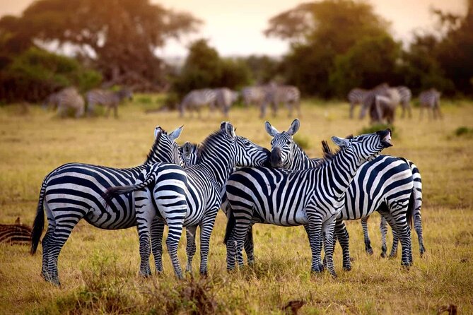 5 day 4 Nights Private Adventure Camping Norther Tanzania Safari - Day 3: A full day inside Ngorongoro Crater