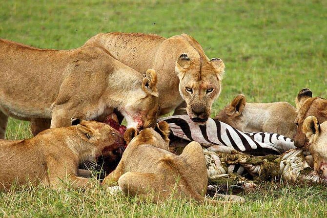 5 day 4 Nights Private Adventure Camping Norther Tanzania Safari - Day 4: Lake Manyara and the Great Rift Valley