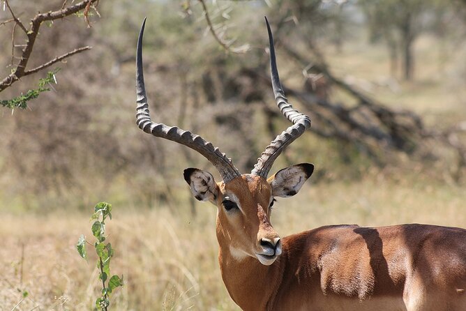 5 day 4 Nights Private Adventure Camping Norther Tanzania Safari - Guides, driving, food, and support
