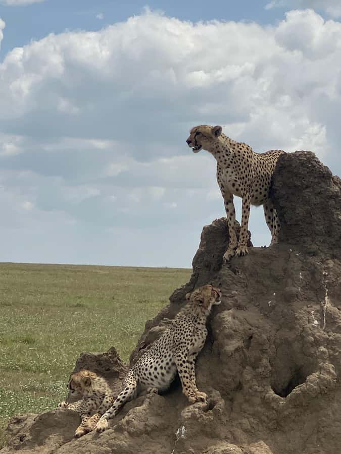5-day Affordable Joint Group Safari (with Extra Activities) - Two Serengeti days for the main safari experience