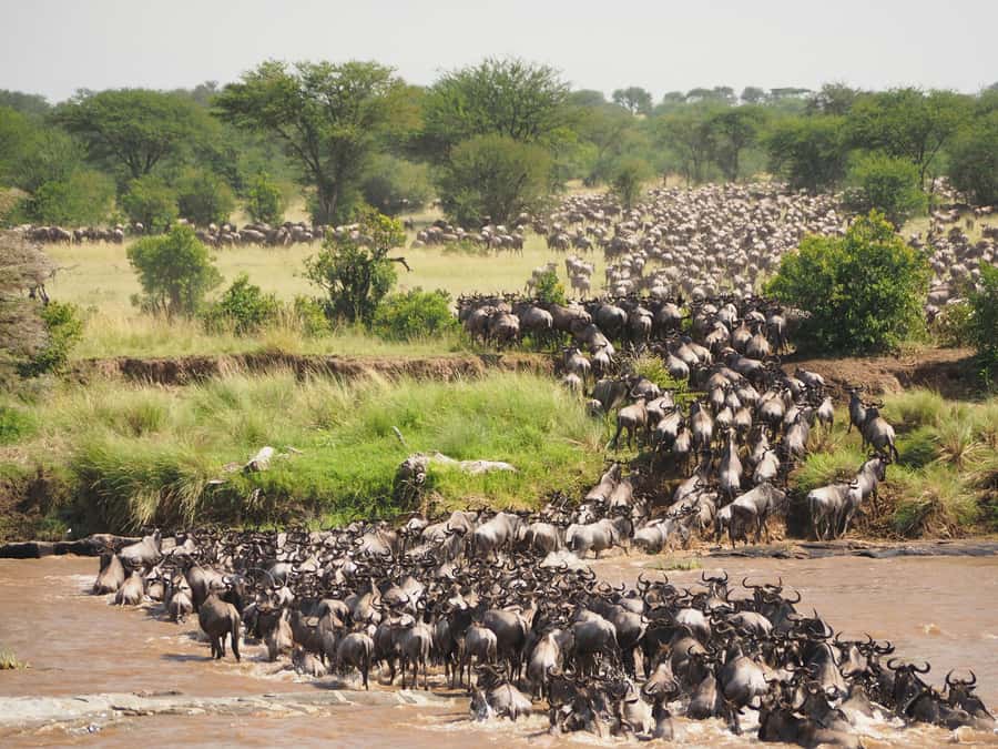 5-day Affordable Joint Group Safari (with Extra Activities) - Ngorongoro Crater: a concentrated wildlife day