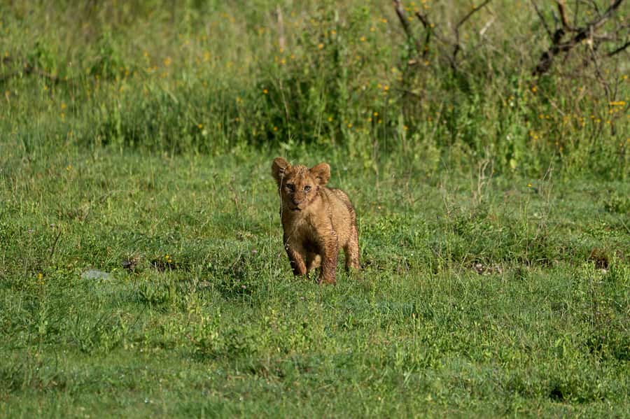 5-day Affordable Joint Group Safari (with Extra Activities) - What the $1,360 price includes