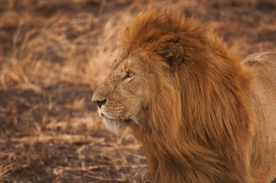 5-day Affordable Joint Group Safari (with Extra Activities) - Tarangire: elephants, baobabs, and a first game drive