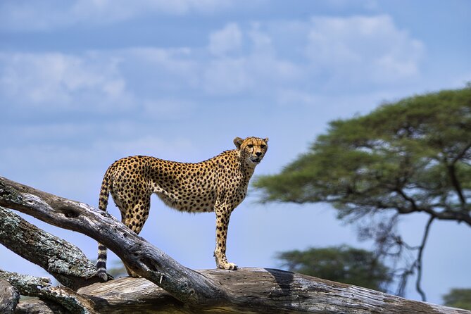 5-Day Highlights mid-Range Crater, Serengeti, Tarangire - Day three: Ngorongoro Crater and the road to the Serengeti