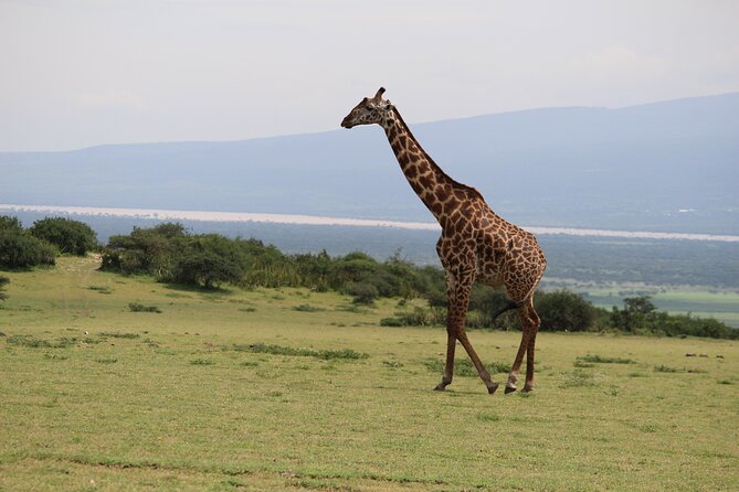 5-Day Highlights mid-Range Crater, Serengeti, Tarangire - Day four: the Serengeti’s long game drive