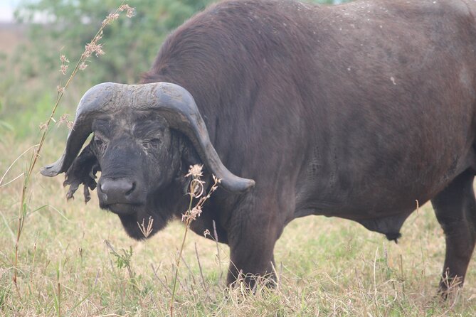 5-Day Highlights mid-Range Crater, Serengeti, Tarangire - Day five: birdlife and varied scenery at Lake Manyara