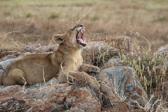 5-Day Highlights mid-Range Crater, Serengeti, Tarangire - Guides, vehicles, and the private format