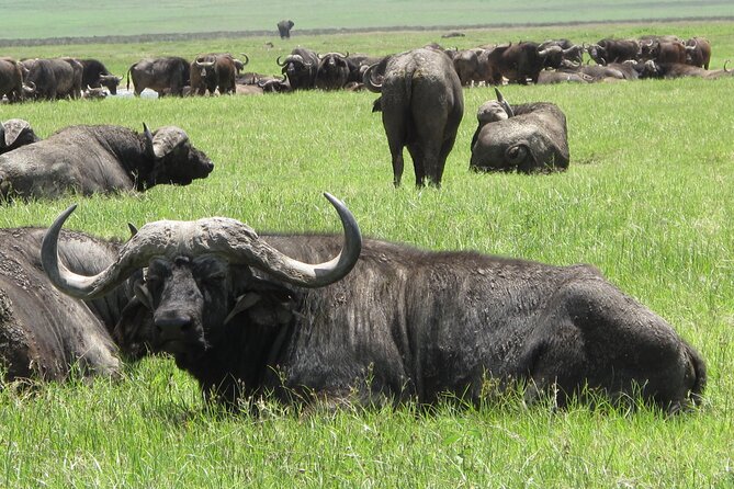 5-Day Lake Manyara, Serengeti, Ngorongoro Crater and Tarangire - Four parks, four different safari moods