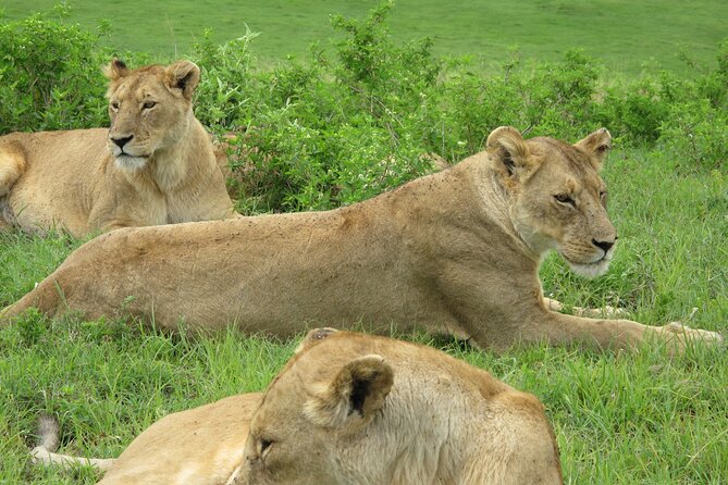 5-Day Lake Manyara, Serengeti, Ngorongoro Crater and Tarangire - Day 2: From Karatu highlands to Central Serengeti