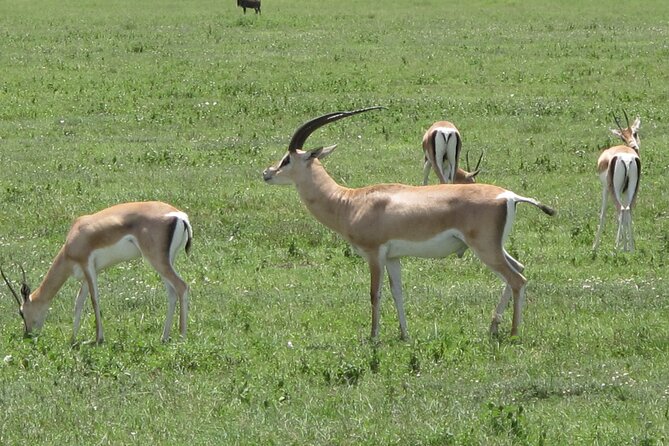 5-Day Lake Manyara, Serengeti, Ngorongoro Crater and Tarangire - What the guide and vehicle add