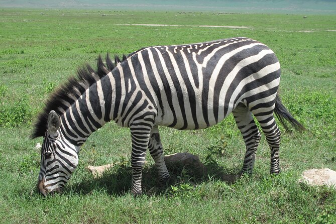 5-Day Lake Manyara, Serengeti, Ngorongoro Crater and Tarangire - Day 1: Forest roads and Lake Manyara wildlife