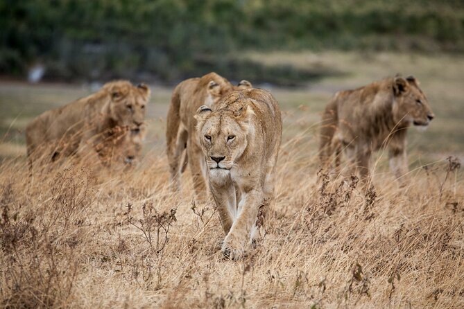 5-Day Majestic Tanzania Safari - High End All Inclusive - Day 1: Lake Manyara’s birds, elephants, and night drive