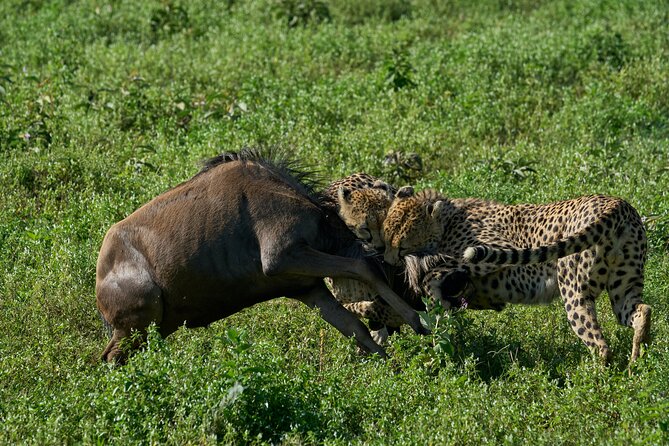 5-Day Majestic Tanzania Safari - High End All Inclusive - What high-end all-inclusive means here