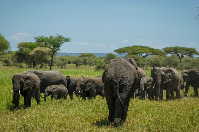 5-Day Mid-Range Safari in Tanzania - Day 3: Ngorongoro Crater is the visual centerpiece