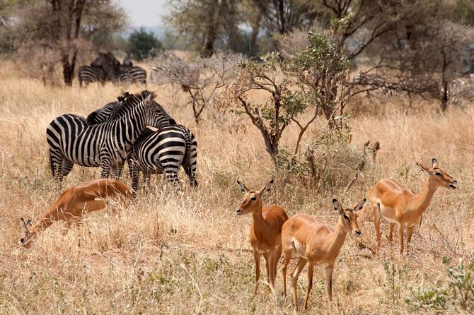 5-Day Mid-Range Safari in Tanzania - Day 5: A practical finish at Kilimanjaro International Airport
