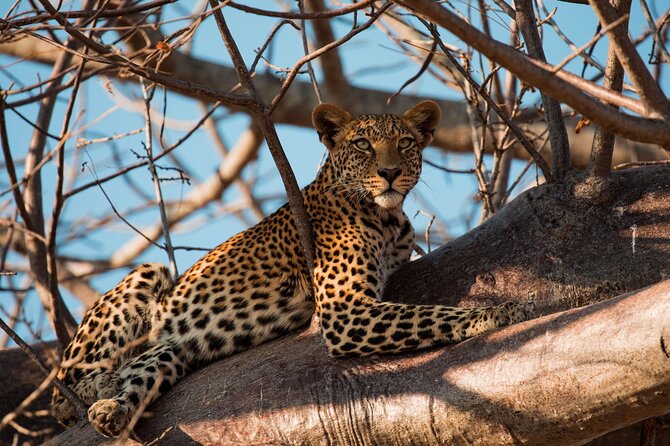 5-Day Mid-Range Safari in Tanzania - Day 2: Tarangire brings elephants and baobabs