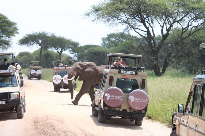 5 Day Mid range Tanzania Safari - What this five-day Tanzania safari is really like