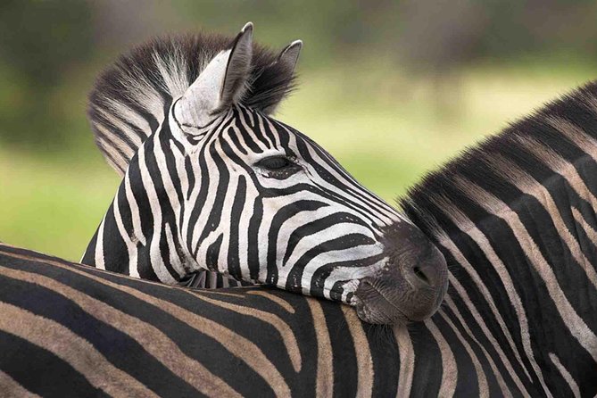 5 Day Mid range Tanzania Safari - Day 4: Early Serengeti viewing and the story of Olduvai Gorge
